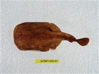 藏品(日本電鱝)的圖片